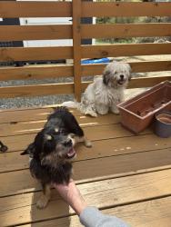 Found/Stray Unknown Dog last seen Deaverview Rd and Westmore Dr , Asheville, NC 28806