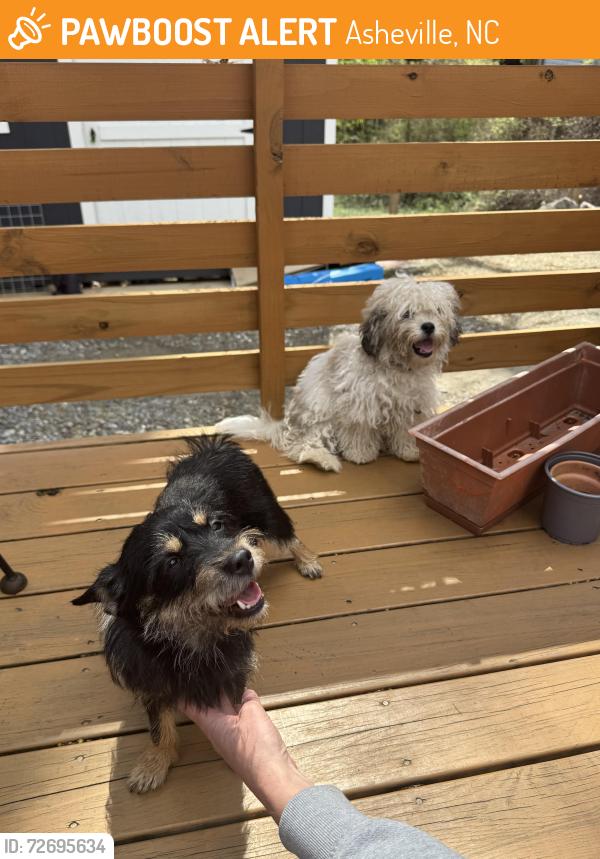 Found/Stray Unknown Dog last seen Deaverview Rd and Westmore Dr , Asheville, NC 28806