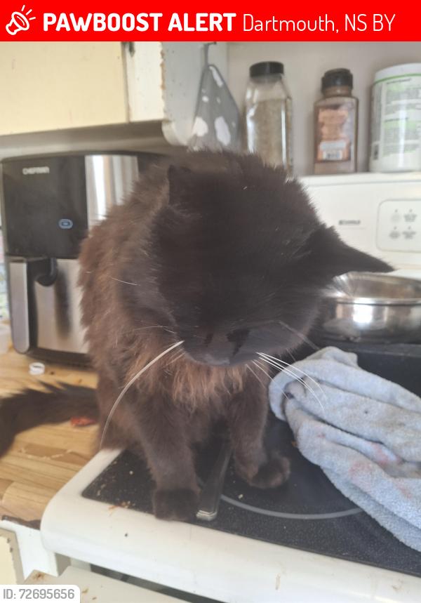 Lost Male Cat last seen Chadwick Street , Dartmouth, NS B2Y