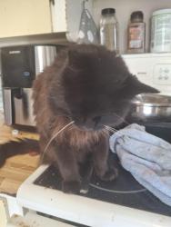 Lost Male Cat last seen Chadwick Street , Dartmouth, NS B2Y