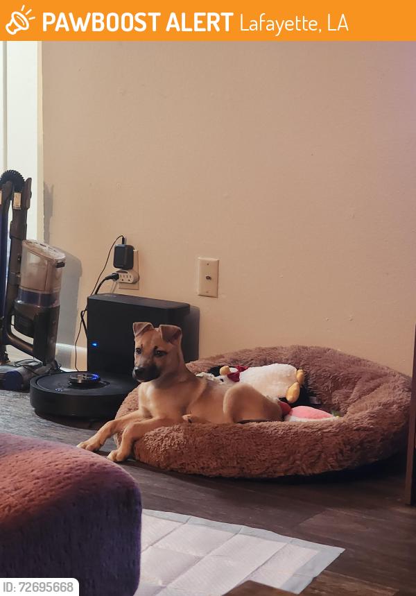Found/Stray Male Dog last seen Johnson & Ridge, Lafayette, LA 70506