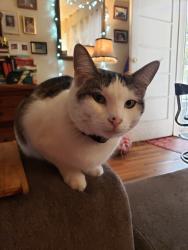 Lost Female Cat last seen 19th & Q, Sacramento, CA 95811
