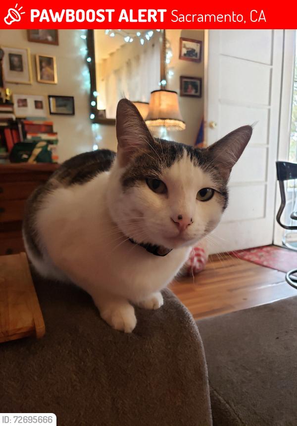 Lost Female Cat last seen 19th & Q, Sacramento, CA 95811