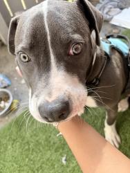 Lost Male Dog last seen Near Linbar Dr, Nashville, TN 37211