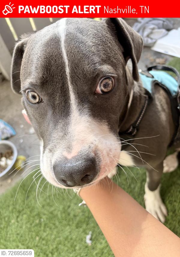 Lost Male Dog last seen Near Linbar Dr, Nashville, TN 37211