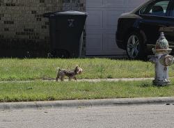 Found/Stray Unknown Dog last seen Lake Road, Killeen, TX 76543
