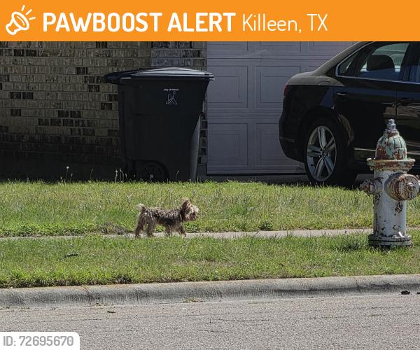 Found/Stray Unknown Dog last seen Lake Road, Killeen, TX 76543