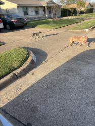 Found/Stray Female Dog last seen Fordham Dr x Glenville Dr , Garland, TX 75042