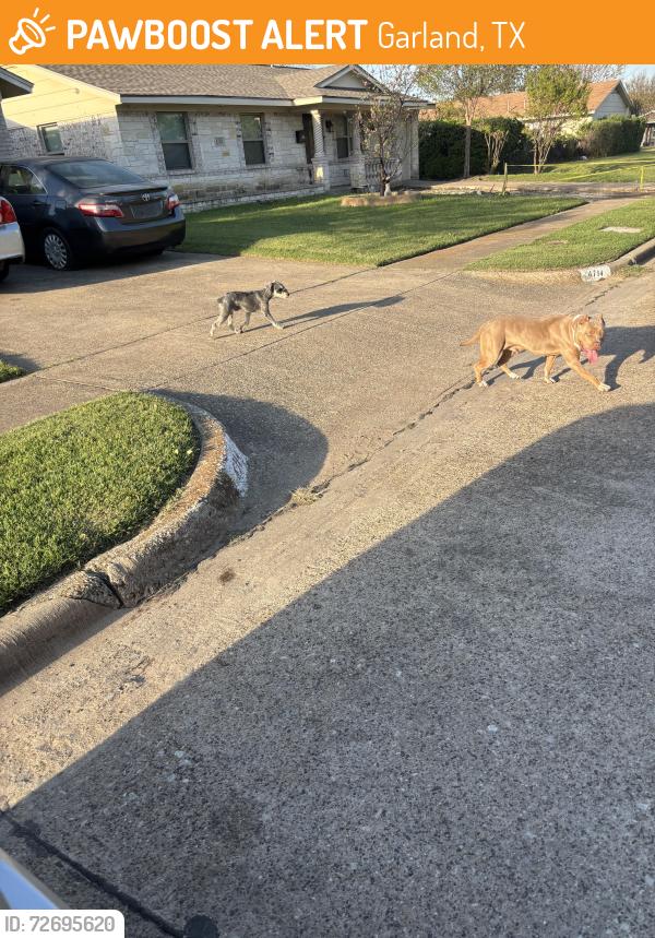 Found/Stray Female Dog last seen Fordham Dr x Glenville Dr , Garland, TX 75042