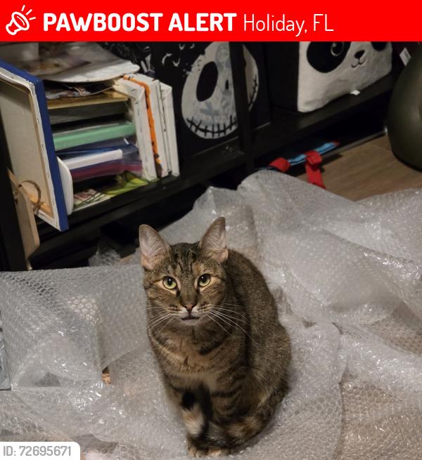 Lost Female Cat last seen Darlington and society, Holiday, FL 34691