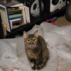 Lost Female Cat last seen Darlington and society, Holiday, FL 34691