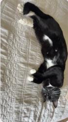 Lost Male Cat last seen Near W Sundown Crest Dr La Quinta Ca 92253, La Quinta, CA 92253