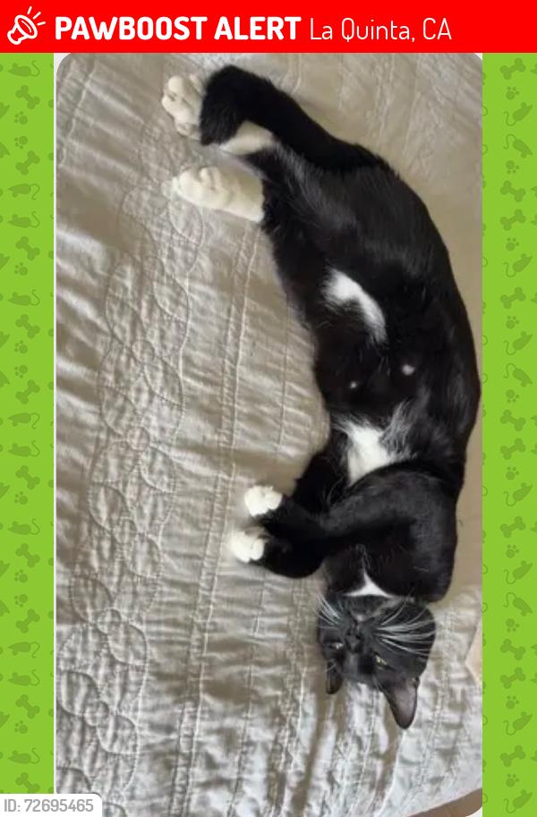Lost Male Cat last seen Near W Sundown Crest Dr La Quinta Ca 92253, La Quinta, CA 92253
