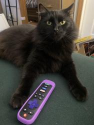 Lost Male Cat last seen Walnut and Pasfield streets, Springfield, IL 62704