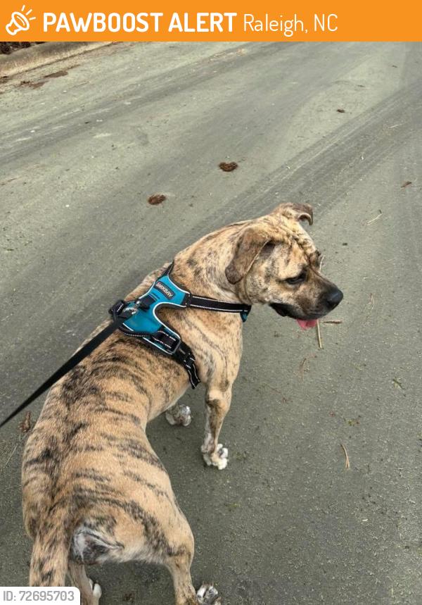 Found/Stray Male Dog last seen Fayetteville rd and purser , Raleigh, NC 27603