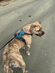 Found/Stray Male Dog last seen Fayetteville rd and purser , Raleigh, NC 27603
