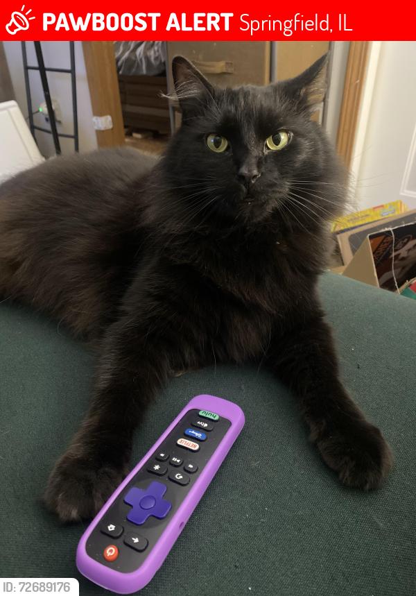 Lost Male Cat last seen Walnut and Pasfield streets, Springfield, IL 62704