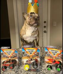 Lost Male Dog last seen Sheldon ridge , Houston, TX 77044