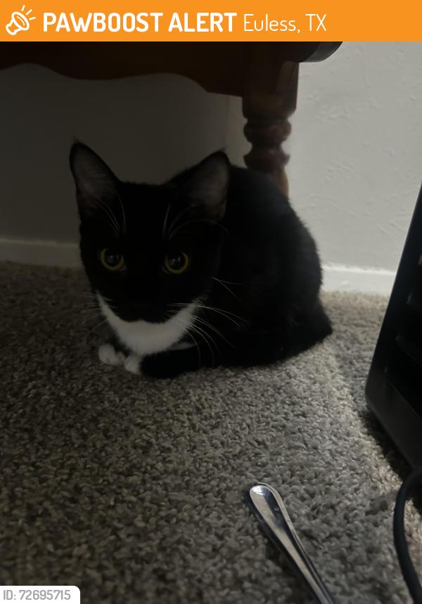 Found/Stray Female Cat last seen Euless , Euless, TX 76040