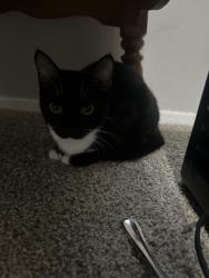 Found/Stray Female Cat last seen Euless , Euless, TX 76040