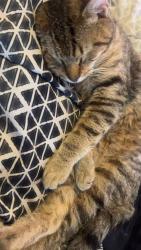 Lost Male Cat last seen I think church street by Dinners ready, New Bern, NC 28562