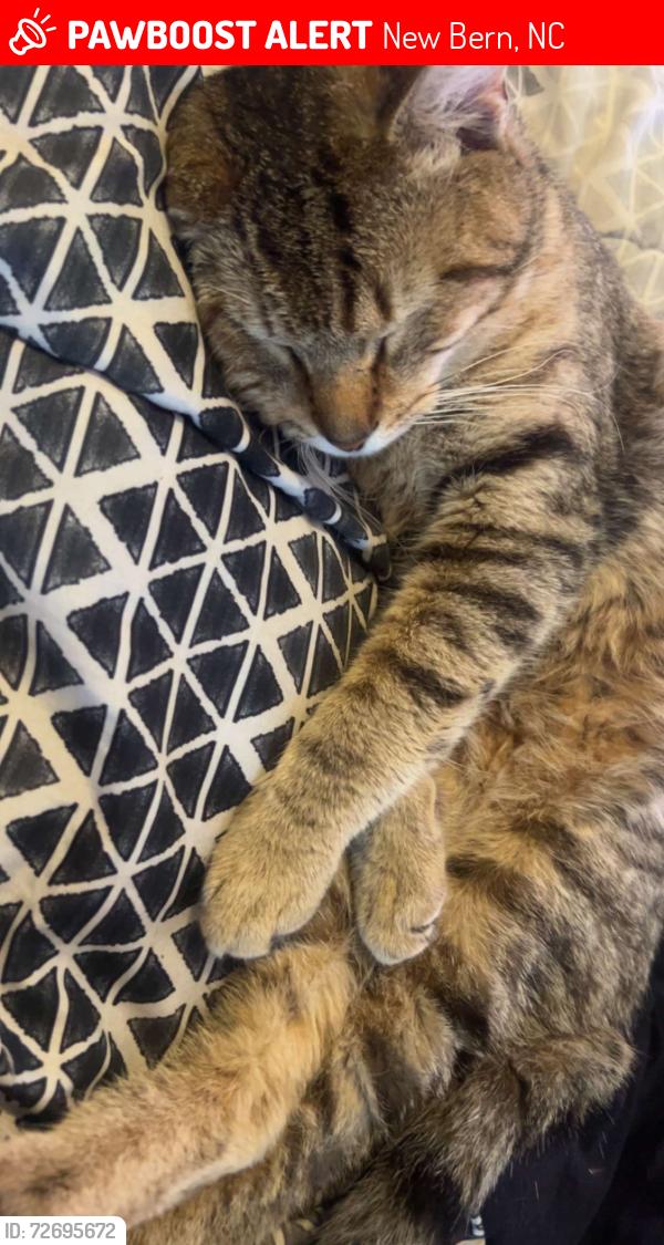 Lost Male Cat last seen I think church street by Dinners ready, New Bern, NC 28562
