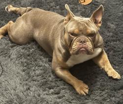 Lost Male Dog last seen Wawa, St. Petersburg, FL 33710