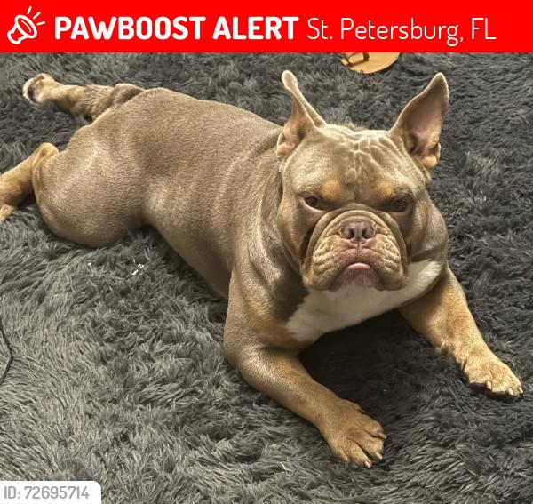 Lost Male Dog last seen Wawa, St. Petersburg, FL 33710