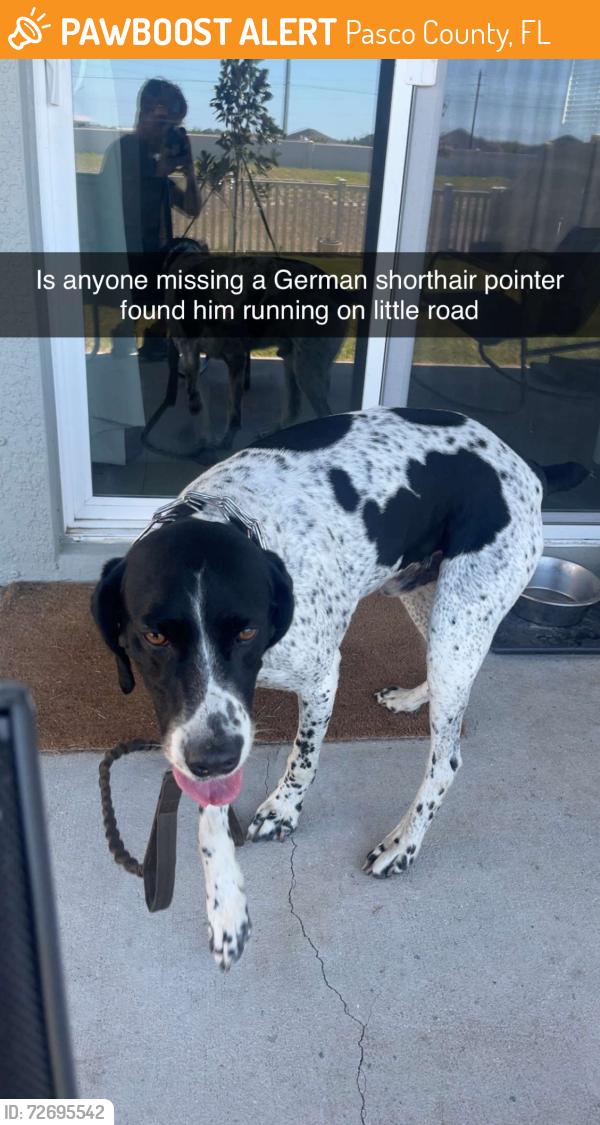 Found/Stray Male Dog last seen Little rd, Pasco County, FL 34653
