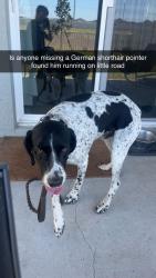 Found/Stray Male Dog last seen Little rd, Pasco County, FL 34653