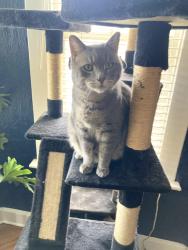Lost Male Cat last seen Near E and Hollywood Avenue, Salt Lake City, UT 84115