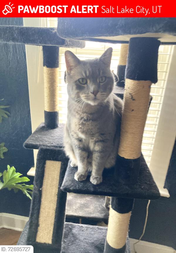 Lost Male Cat last seen Near E and Hollywood Avenue, Salt Lake City, UT 84115