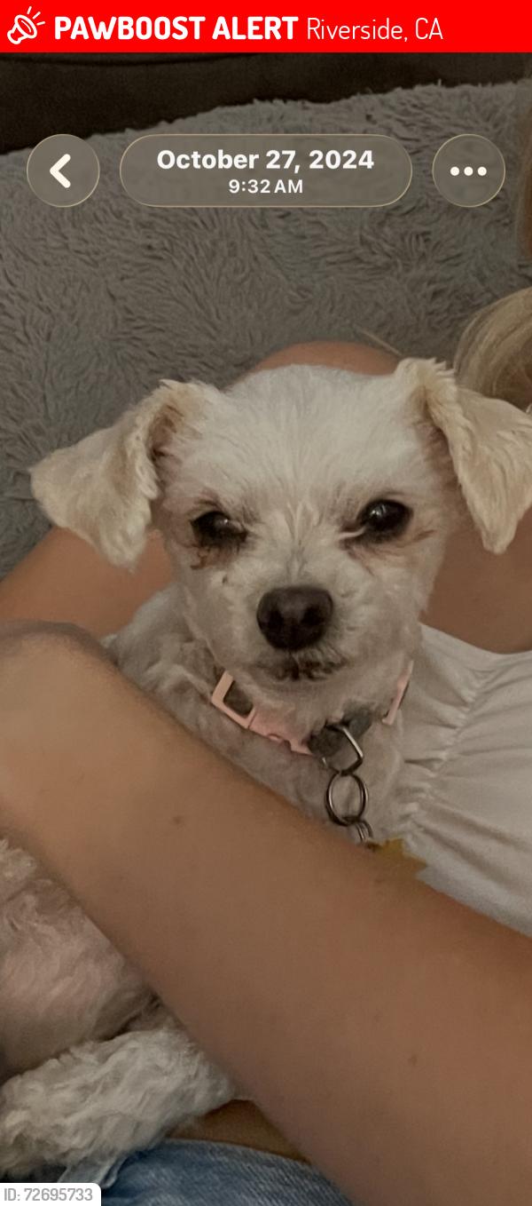 Lost Female Dog last seen Queen Anne lane & daisy lane, Riverside, CA 92508