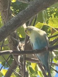 Found/Stray Unknown Bird last seen SE 11th Pl neighborhood behind goodwill, Cape Coral, FL 33904