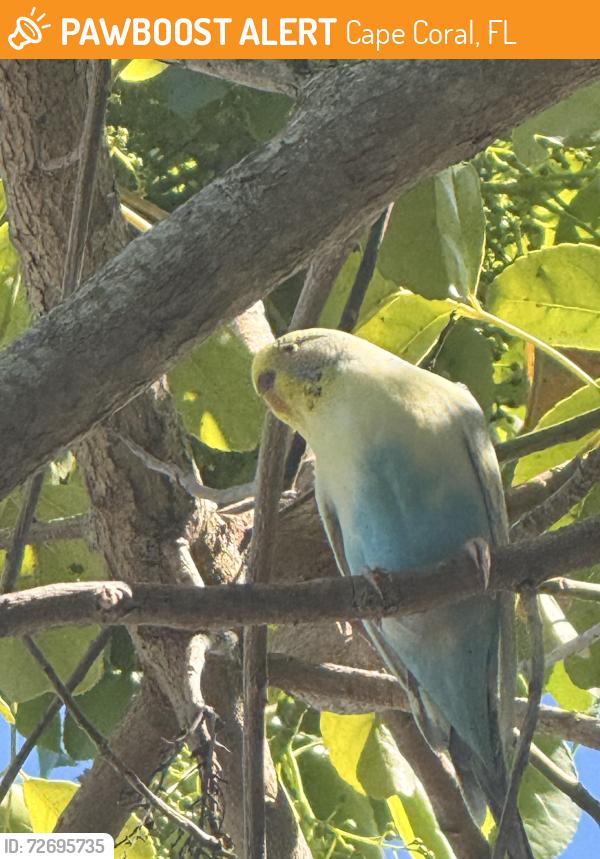 Found/Stray Unknown Bird last seen SE 11th Pl neighborhood behind goodwill, Cape Coral, FL 33904