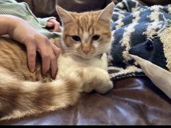 Lost Female Cat last seen Tangleridge Ln, Indian Hill, OH 45243