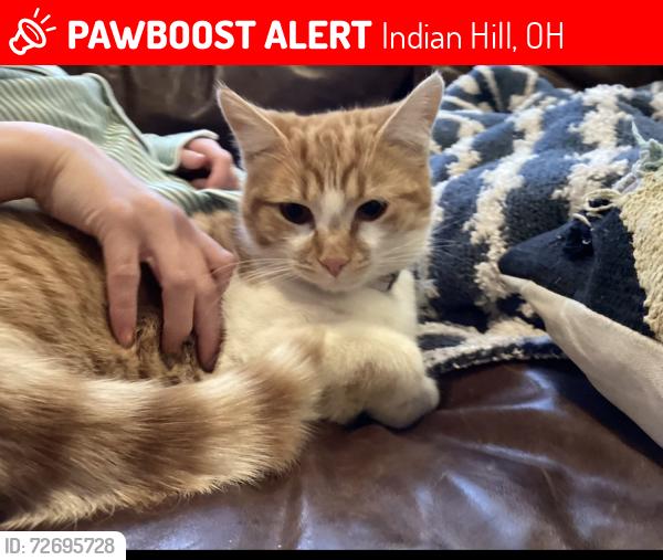 Lost Female Cat last seen Tangleridge Ln, Indian Hill, OH 45243