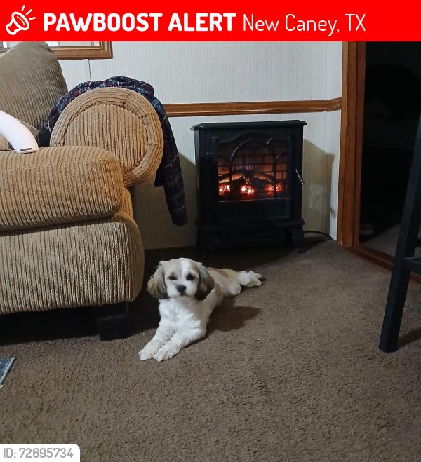 Lost Female Dog last seen 59/valley ranch shopping center , New Caney, TX 77357