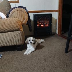 Lost Female Dog last seen 59/valley ranch shopping center , New Caney, TX 77357