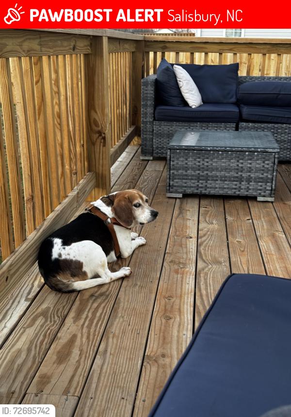 Lost Male Dog last seen Close to the dollar general on the corner of Briggs road, Salisbury, NC 28147