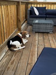 Lost Male Dog last seen Close to the dollar general on the corner of Briggs road, Salisbury, NC 28147