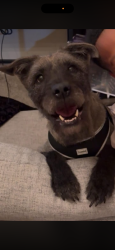 Lost Male Dog last seen Central Park apmts , Montgomery, AL 36106