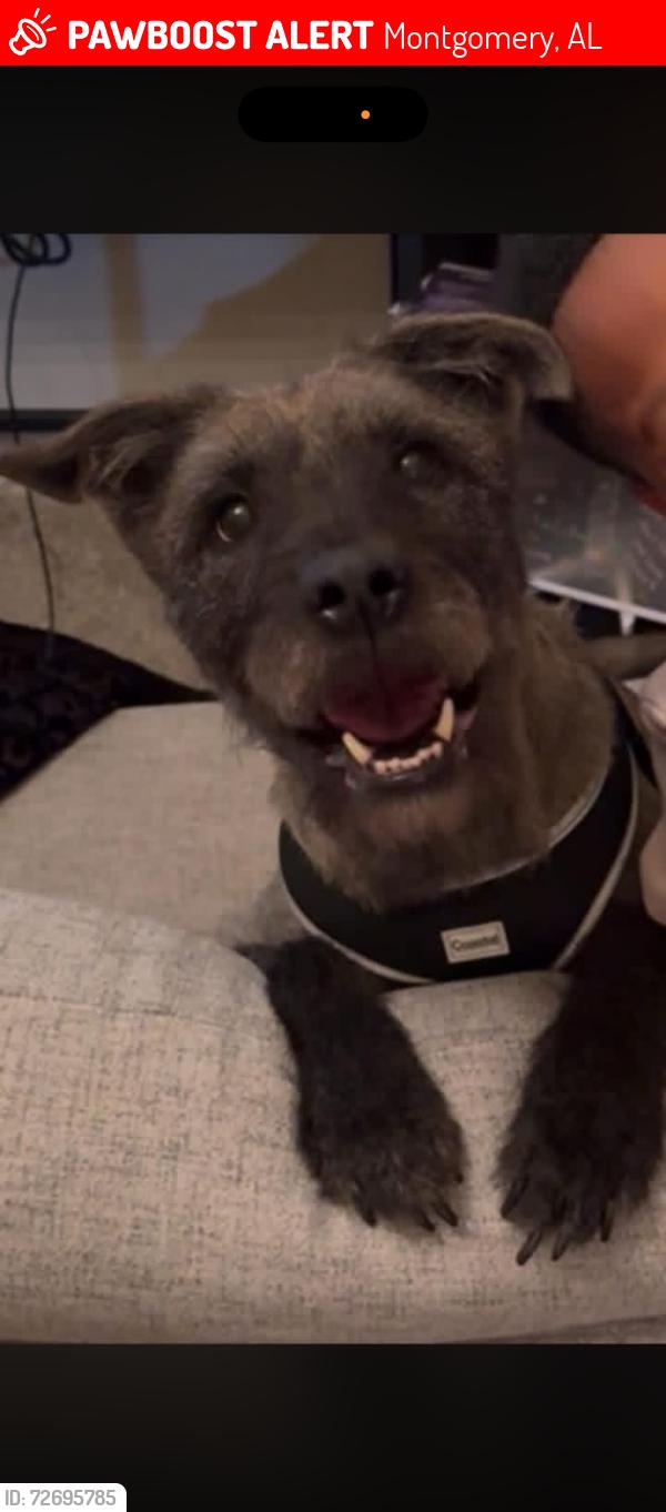 Lost Male Dog last seen Central Park apmts , Montgomery, AL 36106