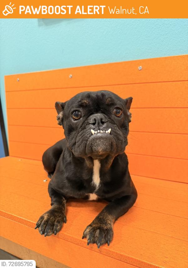 Found/Stray Female Dog last seen Walnut , Walnut, CA 91789