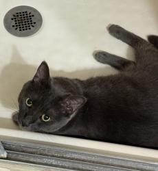 Lost Female Cat last seen South Grove Mobile Estates, Garden Grove, CA 92843