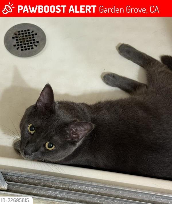 Lost Female Cat last seen South Grove Mobile Estates, Garden Grove, CA 92843