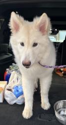 Found/Stray Unknown Dog last seen Republic Grand Ranch Neighborhood in Willis, TX, Willis, TX 77378