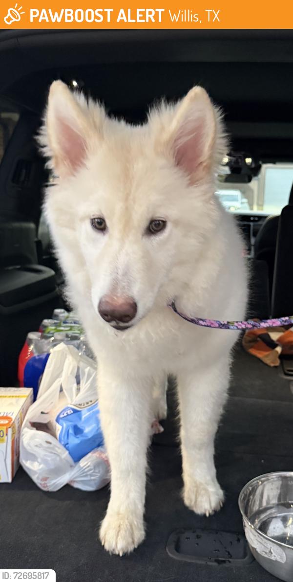 Found/Stray Unknown Dog last seen Republic Grand Ranch Neighborhood in Willis, TX, Willis, TX 77378