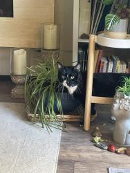 Found/Stray Male Cat last seen Broadway & 53rd- Tahoe Park, Sacramento, CA 95820