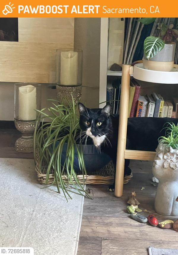 Found/Stray Male Cat last seen Broadway & 53rd- Tahoe Park, Sacramento, CA 95820
